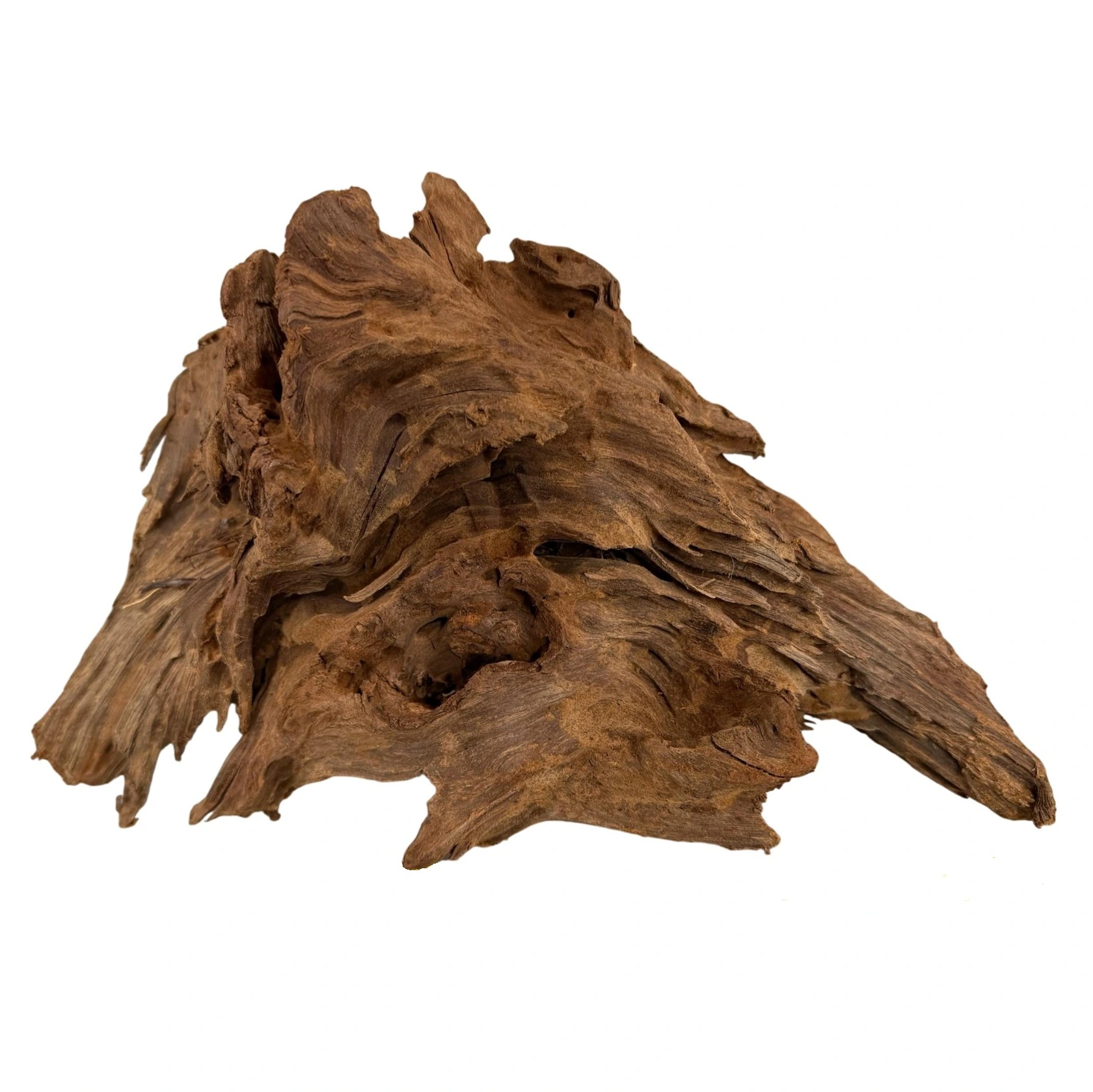 Trærod (Mangrovetræ) M 25-33 cm